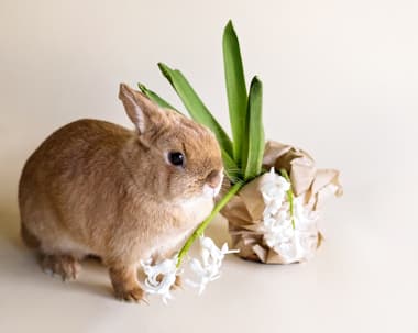 Cruelty free